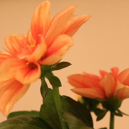 Haus Mandarina Apartment Palit ภายนอก รูปภาพ